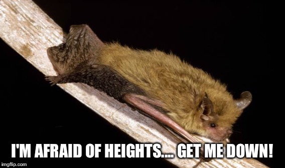 I'M AFRAID OF HEIGHTS.... GET ME DOWN! | made w/ Imgflip meme maker
