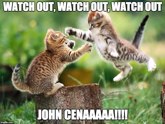 When Cats become John Cena | WATCH OUT, WATCH OUT, WATCH OUT; JOHN CENAAAAA!!!! | image tagged in john cena,cats,funny cats,cat fight | made w/ Imgflip meme maker
