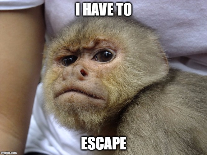mad monkey | I HAVE TO; ESCAPE | image tagged in monkey business,escape | made w/ Imgflip meme maker