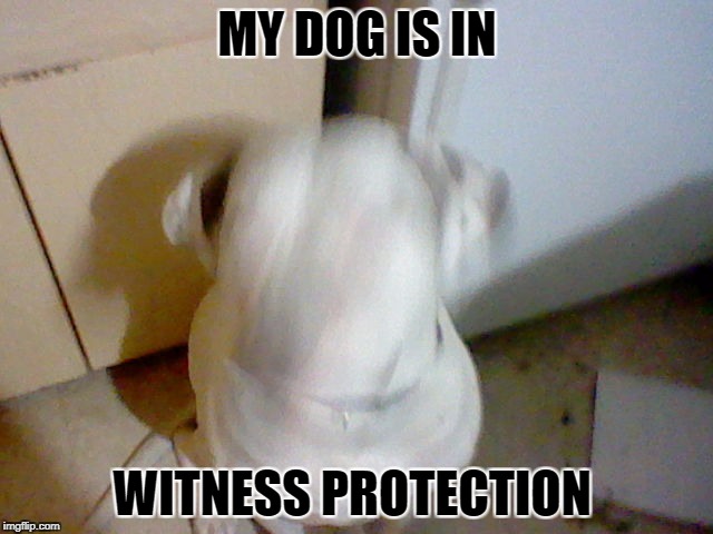 Witness Protection | MY DOG IS IN; WITNESS PROTECTION | image tagged in my dog | made w/ Imgflip meme maker