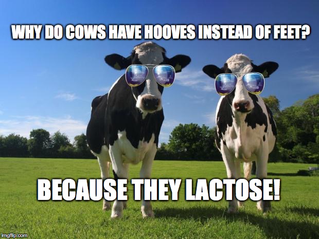 cool cows - Imgflip