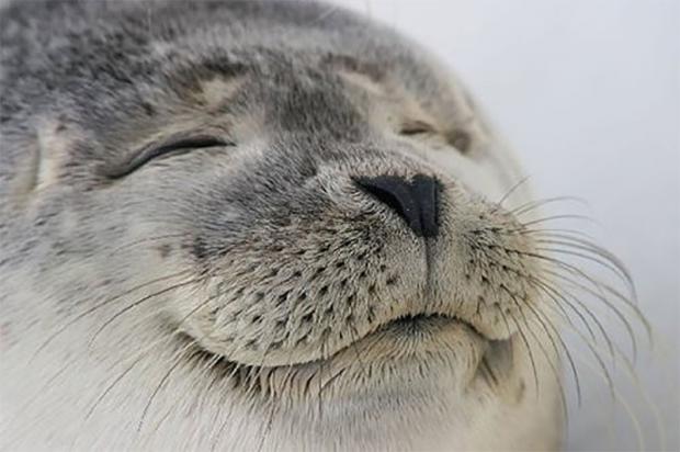 High Quality happy seal Blank Meme Template