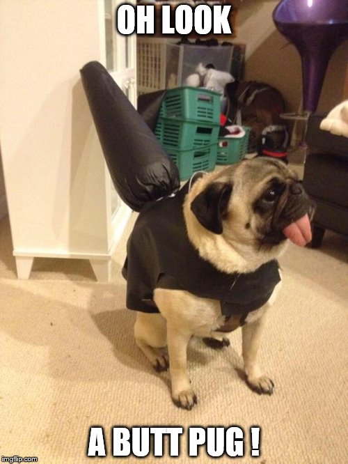 OH LOOK; A BUTT PUG ! | made w/ Imgflip meme maker