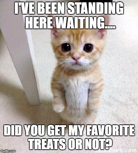 Cute Cat Meme | I'VE BEEN STANDING HERE WAITING.... DID YOU GET MY FAVORITE TREATS OR NOT? | image tagged in memes,cute cat | made w/ Imgflip meme maker