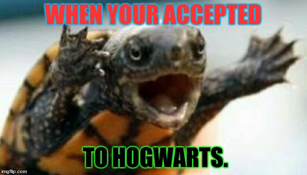 Turtle Say What? | WHEN YOUR ACCEPTED; TO HOGWARTS. | image tagged in turtle say what | made w/ Imgflip meme maker
