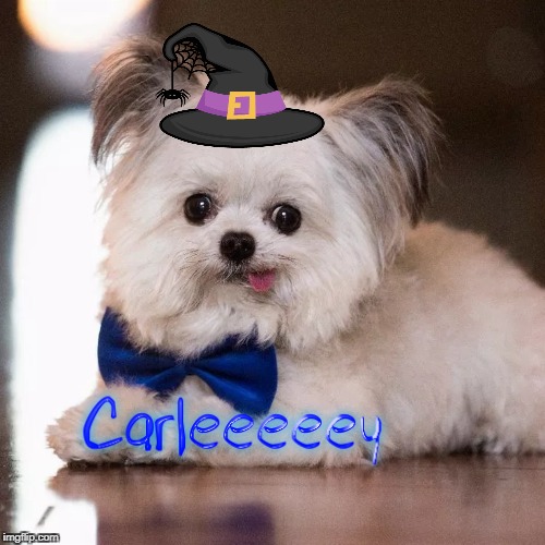 Another custom profile pic. Message me on Discord at Bad_Karma#6264 | image tagged in dog,halloween,witch,custom template | made w/ Imgflip meme maker