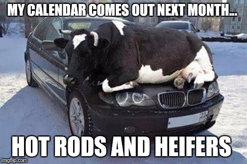 My calendar...  | MY CALENDAR COMES OUT NEXT MONTH... HOT RODS AND HEIFERS | image tagged in cows | made w/ Imgflip meme maker