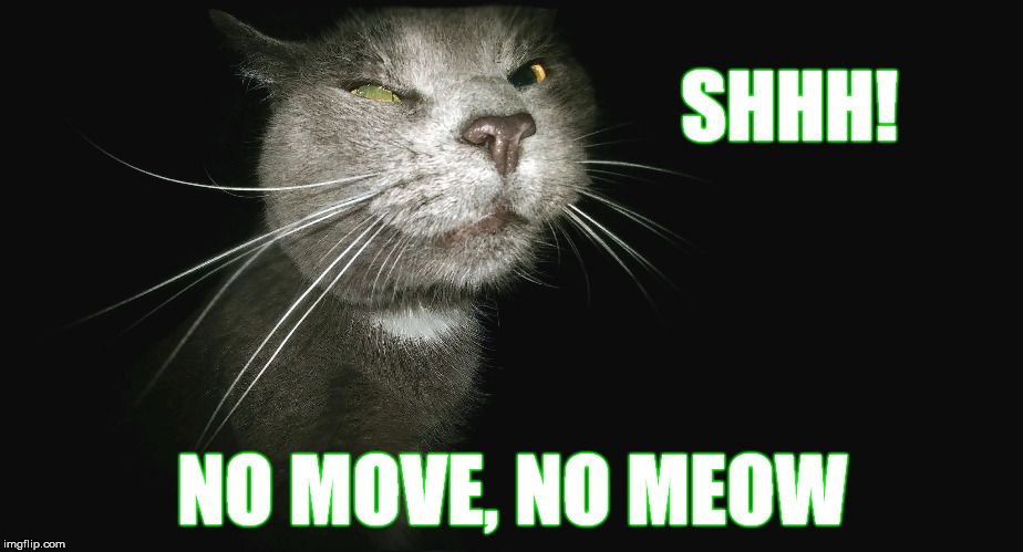 Stalker Cat | SHHH! NO MOVE, NO MEOW | image tagged in stalker cat | made w/ Imgflip meme maker