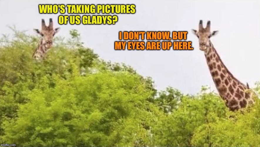 why guys trim their pubes giraffe | WHO'S TAKING PICTURES OF US GLADYS? I DON'T KNOW, BUT MY EYES ARE UP HERE. | image tagged in why guys trim their pubes giraffe | made w/ Imgflip meme maker
