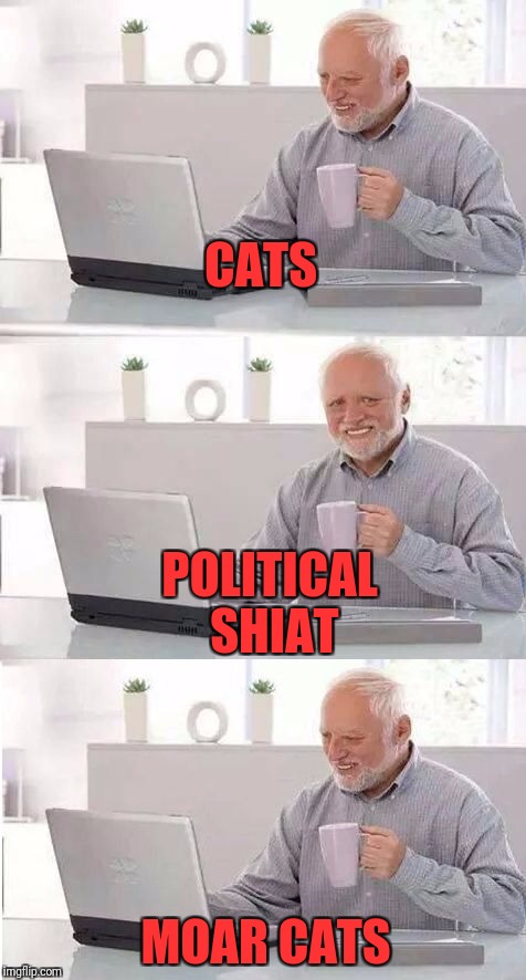 On second thought Harold | CATS; POLITICAL SHIAT; MOAR CATS | image tagged in on second thought harold | made w/ Imgflip meme maker