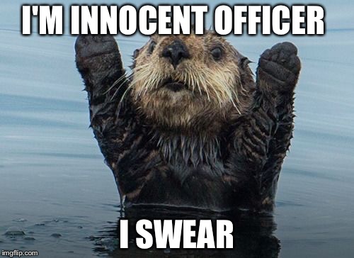 Hands up otter | I'M INNOCENT OFFICER; I SWEAR | image tagged in hands up otter | made w/ Imgflip meme maker