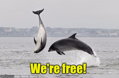 We're free! | made w/ Imgflip meme maker