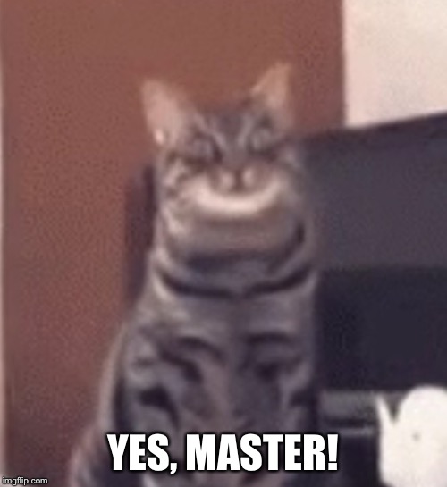 Catnip | YES, MASTER! | image tagged in catnip | made w/ Imgflip meme maker