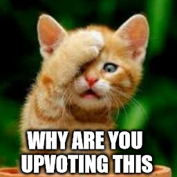 Just why | WHY ARE YOU UPVOTING THIS | image tagged in memes,cats,animals | made w/ Imgflip meme maker