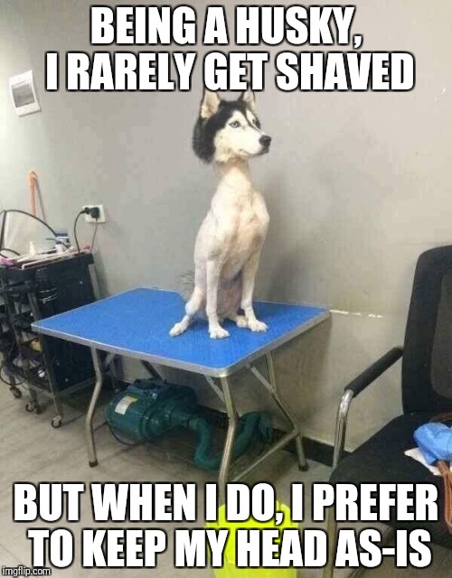 That Fun Shaving Moment | BEING A HUSKY, I RARELY GET SHAVED; BUT WHEN I DO, I PREFER TO KEEP MY HEAD AS-IS | image tagged in memes,funny,husky,shaving | made w/ Imgflip meme maker