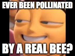 pollination | EVER BEEN POLLINATED; BY A REAL BEE? | image tagged in bee movie | made w/ Imgflip meme maker