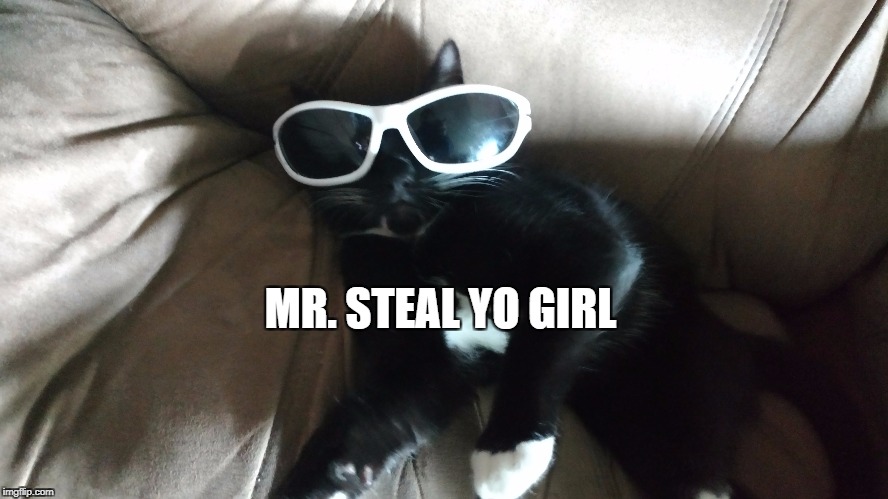 MR. STEAL YO GIRL | image tagged in cat,haha,steal yo girl | made w/ Imgflip meme maker