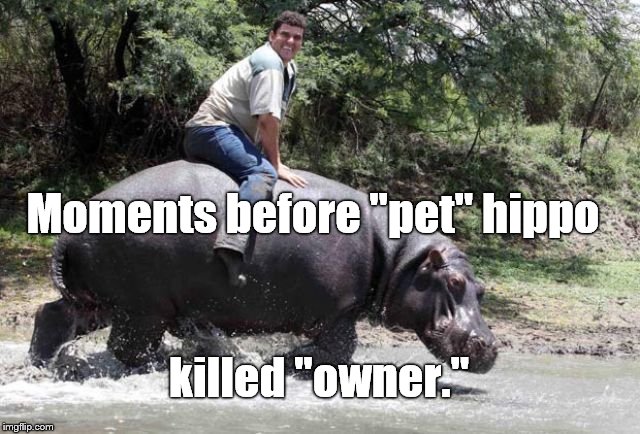 Moments before "pet" hippo killed "owner." | made w/ Imgflip meme maker