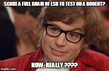 Austin Powers Come Again | SCORE A FULL GRAM OF LSD TO TEST ON A RODENT? NOW, REALLY ???? | image tagged in austin powers come again | made w/ Imgflip meme maker