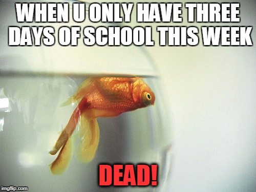 Dead Fish | WHEN U ONLY HAVE THREE DAYS OF SCHOOL THIS WEEK; DEAD! | image tagged in dead fish | made w/ Imgflip meme maker