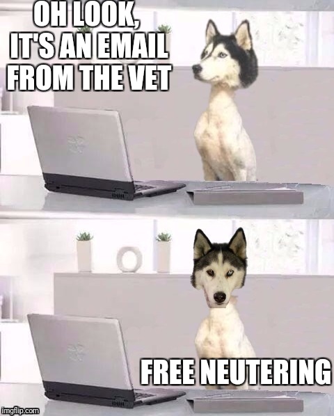 Hide The Pain Husky | OH LOOK, IT'S AN EMAIL FROM THE VET FREE NEUTERING | image tagged in hide the pain harold,hide the pain husky,email,vet,spay and neuter | made w/ Imgflip meme maker