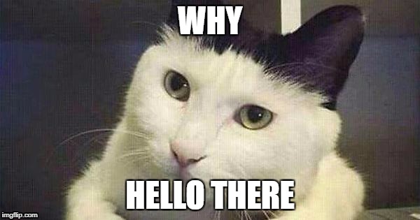 Dog | WHY; HELLO THERE | image tagged in cat | made w/ Imgflip meme maker