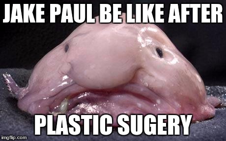 Blobfish | JAKE PAUL BE LIKE AFTER; PLASTIC SUGERY | image tagged in blobfish | made w/ Imgflip meme maker