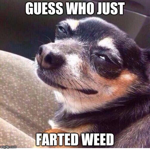 High dog | GUESS WHO JUST; FARTED WEED | image tagged in high dog | made w/ Imgflip meme maker