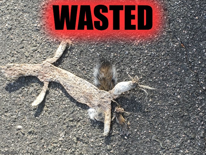 Wasted squirrel  | WASTED | image tagged in wasted,roadkill | made w/ Imgflip meme maker