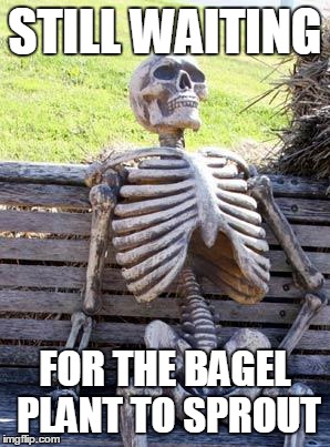 Waiting Skeleton Meme | STILL WAITING FOR THE BAGEL PLANT TO SPROUT | image tagged in memes,waiting skeleton | made w/ Imgflip meme maker