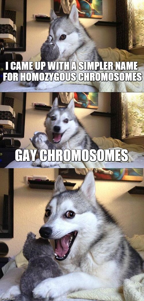 Bad Pun Dog | I CAME UP WITH A SIMPLER NAME FOR HOMOZYGOUS CHROMOSOMES; GAY CHROMOSOMES | image tagged in memes,bad pun dog | made w/ Imgflip meme maker