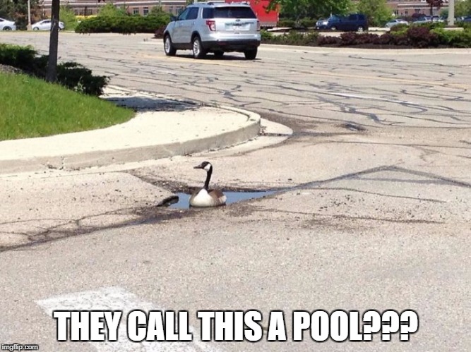 They call this a pool??? | THEY CALL THIS A POOL??? | image tagged in duck swimming,duck in pool | made w/ Imgflip meme maker