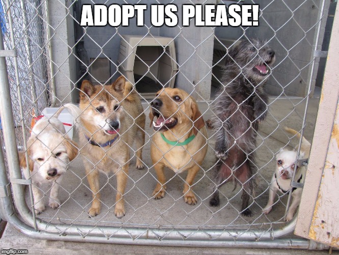 ADOPT US PLEASE! | image tagged in shelter dogs,dogs | made w/ Imgflip meme maker