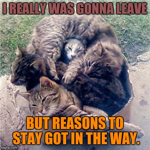 Sounds like I wrote a song lyric! :D | I REALLY WAS GONNA LEAVE; BUT REASONS TO STAY GOT IN THE WAY. | image tagged in funny,memes,cats,animals,imgflip,hamsters made of fire save the universe | made w/ Imgflip meme maker