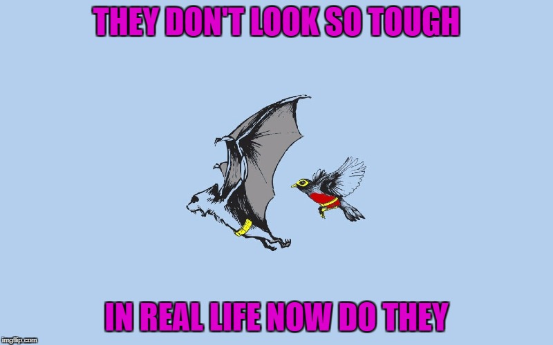 Art Week Oct 30 - Nov 5, A JBmemegeek & Sir_Unknown event | THEY DON'T LOOK SO TOUGH; IN REAL LIFE NOW DO THEY | image tagged in batman  robin,memes,art week,funny,batman,art | made w/ Imgflip meme maker