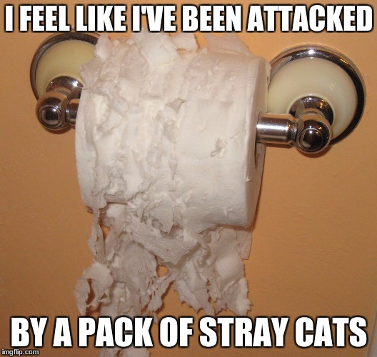 I FEEL LIKE I'VE BEEN ATTACKED BY A PACK OF STRAY CATS | made w/ Imgflip meme maker