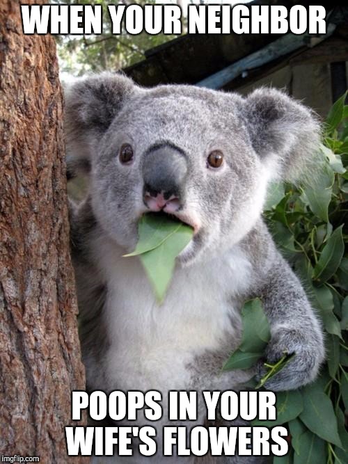 Surprised Koala Meme | WHEN YOUR NEIGHBOR; POOPS IN YOUR WIFE'S FLOWERS | image tagged in memes,surprised koala | made w/ Imgflip meme maker