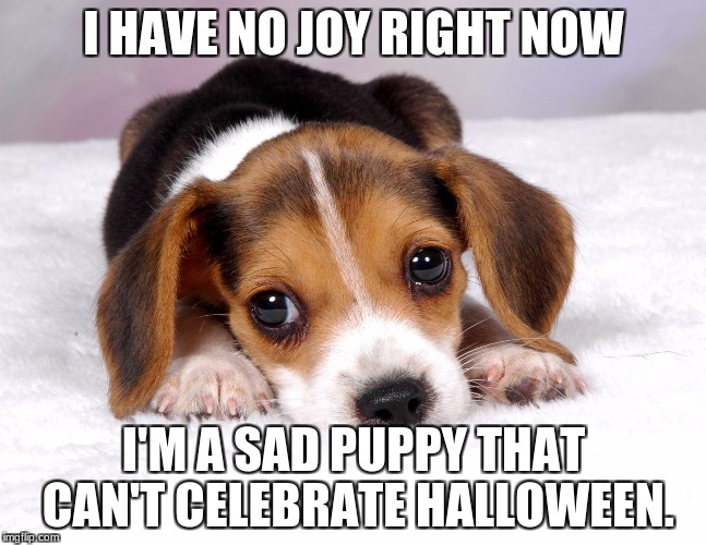 I'm so depressed | I HAVE NO JOY RIGHT NOW; I'M A SAD PUPPY THAT CAN'T CELEBRATE HALLOWEEN. | image tagged in sad puppy,depressed,sad,halloween | made w/ Imgflip meme maker