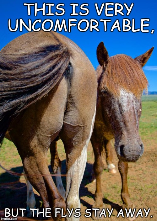 Horse Ass and Head | THIS IS VERY UNCOMFORTABLE, BUT THE FLYS STAY AWAY. | image tagged in horse ass and head | made w/ Imgflip meme maker