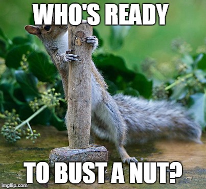 Squirrel With Hamer  | WHO'S READY; TO BUST A NUT? | image tagged in squirrel,hammer,memes,funny | made w/ Imgflip meme maker
