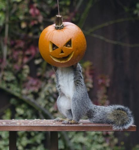 Squirrel Trick or Treat Blank Meme Template