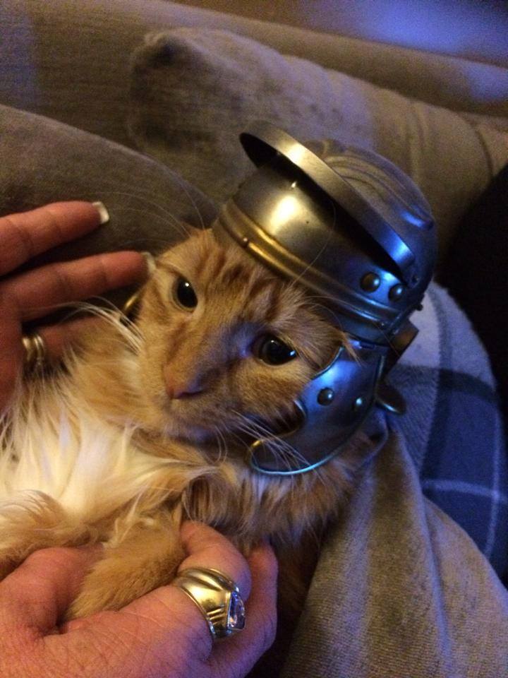 cat legionare Blank Meme Template