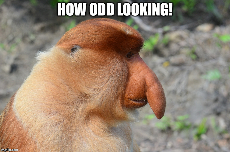 HOW ODD LOOKING! | made w/ Imgflip meme maker