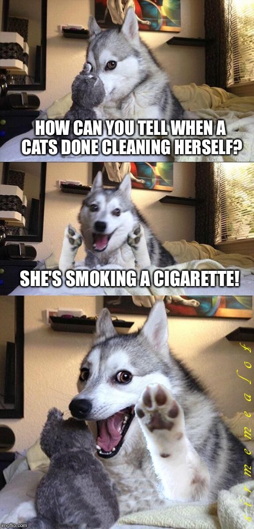 Bad Pun Dog | HOW CAN YOU TELL WHEN A CATS DONE CLEANING HERSELF? SHE'S SMOKING A CIGARETTE! | image tagged in bad pun dog aliens zinger,memes,bad pun dog | made w/ Imgflip meme maker