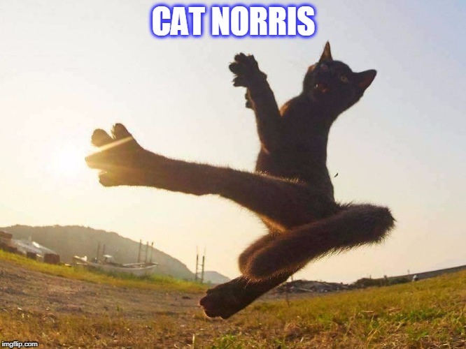 Chuck Norris's cat- Chuck "Morris" | CAT NORRIS | image tagged in cat norris | made w/ Imgflip meme maker