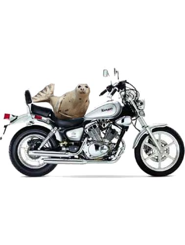 foca na kansas Blank Meme Template