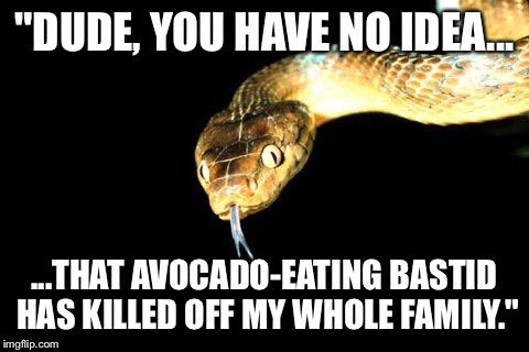 "DUDE, YOU HAVE NO IDEA... ...THAT AVOCADO-EATING BASTID HAS KILLED OFF MY WHOLE FAMILY." | made w/ Imgflip meme maker
