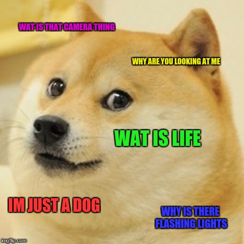 Doge | WAT IS THAT CAMERA THING; WHY ARE YOU LOOKING AT ME; WAT IS LIFE; IM JUST A DOG; WHY IS THERE FLASHING LIGHTS | image tagged in memes,doge | made w/ Imgflip meme maker