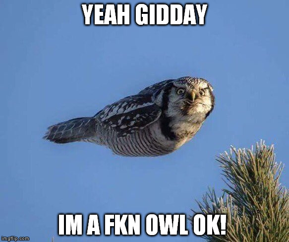 Angry bird Owl | YEAH GIDDAY; IM A FKN OWL OK! | image tagged in angry bird owl | made w/ Imgflip meme maker
