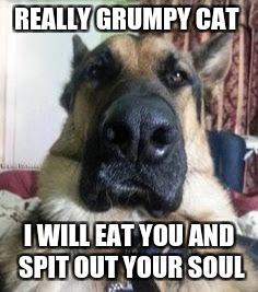 REALLY GRUMPY CAT I WILL EAT YOU AND SPIT OUT YOUR SOUL | made w/ Imgflip meme maker